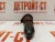 Форсунка Cummins 3054218 (3079946, 4914328, 3054233, 3071497, 3064457, 3018566) – Запчасти Cummins фото (Форсунки) Форсунка Cummins 3054218 (3079946, 4914328, 3054233, 3071497, 3064457, 3018566) фото запчасти