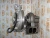 Турбокомпрессор Deutz TCD2013 04299384 (4299384, 0429-9384, 12709880017, 12709880017, 04294738, 4294738, 0429-4738) – Запчасти Deutz фото (Турбины) Турбокомпрессор Deutz TCD2013 04299384 (4299384, 0429-9384, 12709880017, 12709880017, 04294738, 4294738, 0429-4738) фото запчасти